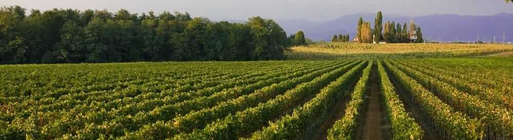 www.crsoresina.it