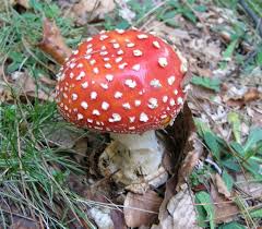 Scopri di più sull'articolo Funghi Ovulo Malefico